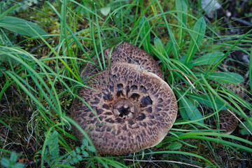 Wild sarcodon imbricatus,edible mushroom in forest of China