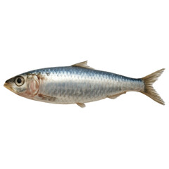 Fototapeta premium Raw sardine fish isolated on transparency background with shiny silver scales and fins