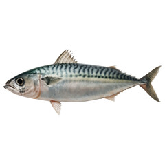 Obraz premium Fresh mackerel fish with shiny silver body and dark blue stripes isolated on transparency background, natural aquatic beauty