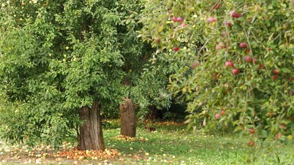 Focus shifts from red apples hanging on a branch to fallen rotten apples in the