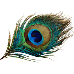 Naklejka premium peacock feather 
