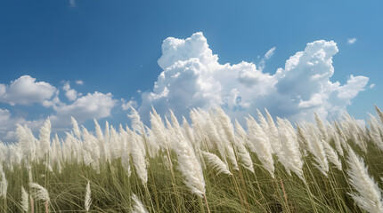 White kashful field under a bright blue sky with summer clouds