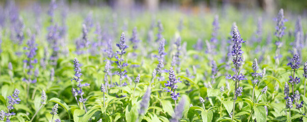 A field of purple lavender blooms in the spring morning along with green grass.