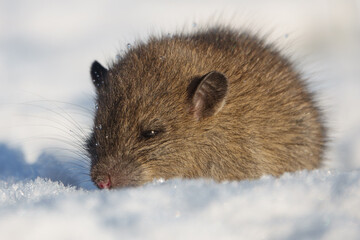Brown rat (Rattus norvegicus) juvenile