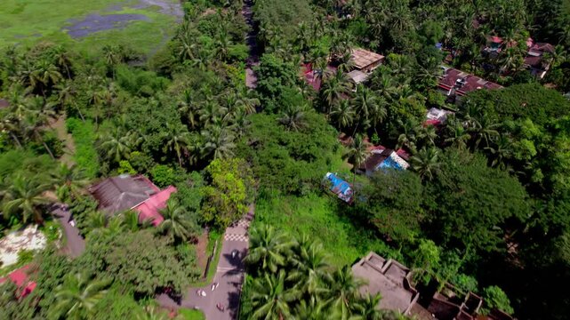 Coconut trees with houses and narrow road at colva. day time, push in shot, drone shot, 4k.