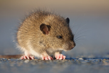 Brown rat (Rattus norvegicus) juvenile