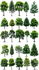 Fototapeta premium Grid of 24 various tree styles, isolated on black