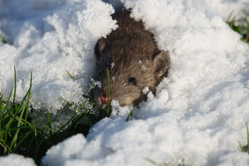Brown rat (Rattus norvegicus) juvenile
