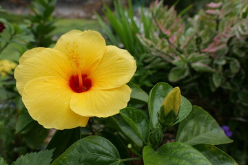 Fototapeta premium Bright Yellow Hibiscus Flower with Red Center Surrounded by Lush Green Foliage in a Garden Setting