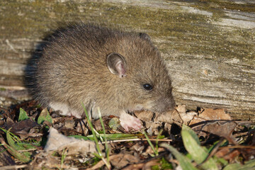 Brown rat (Rattus norvegicus) juvenile