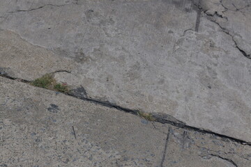 Cracked Concrete Surface with Small Grass Blades Growing in Urban Environment