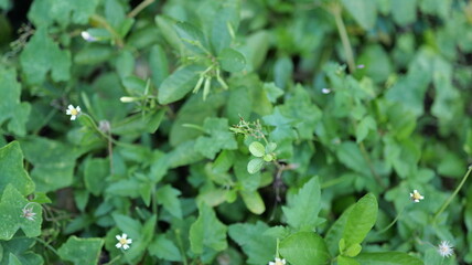 Lush Green Ground Cover with Delicate White Flowers in a Natural Landscape Setting