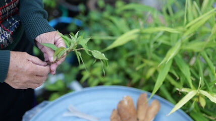 Close-Up of Hands Tending to a Young Plant in a Garden Setting with Greenery and Soil in Background