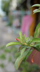 Green Plant Leaves with Pink Buds in a Gentle Outdoor Setting Amidst Blurred Background Elements