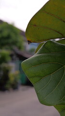 Close-Up View of Large Green Leaves with Intricate Veins under Natural Light in Outdoor Setting
