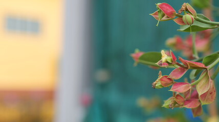 Delicate Red and Green Plant Leaves with Soft Background and Colorful Building in Outdoor Garden Environment