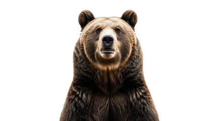 Obraz premium A brown bear looking forward on transparent background