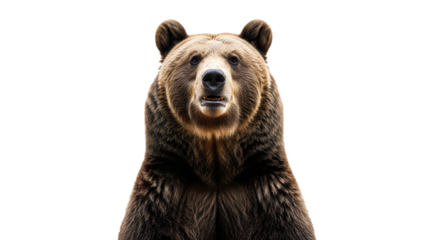 A brown bear looking forward on transparent background