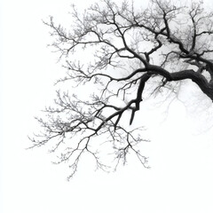 Fototapeta premium A stark tree branch silhouette against a bright white background creating a minimalist composition art