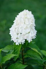 Creamy White Hydrangea Pink and Rose Just Blooming