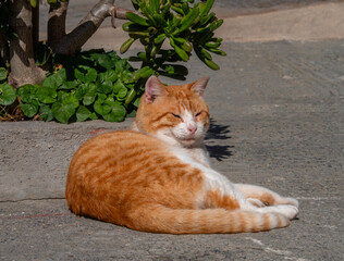Relaxed orange cat sunbathing outdoors in Greece 