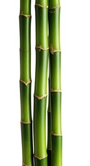 Obraz premium Fresh green bamboo stalks isolated against a pure white background, ideal for nature concepts and spa themes ,wellness ,material ,isolated