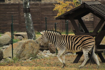 Striped Zebra in Wild Landscape Nature and Wildlife