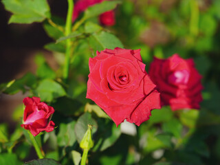 Red roses in the garden of red roses. Blooming Roses on the Bush. Growing roses in the garden. Select and soft focus.
