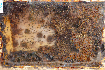 Stingless bee (Trigona) hive structure inside a wooden beehive box, created by farmers in Thailand.