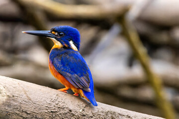 Azure Kingfisher on the banks of the Daintree River, Far North Queensland, Australia