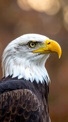Obraz premium Majestic Bald Eagle Portrait - A Symbol of American Freedom and Wildlife.