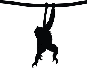 Silhouette monkey swinging on rope jungle adventure vector © Taslima