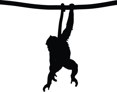 Silhouette monkey swinging on rope jungle adventure vector