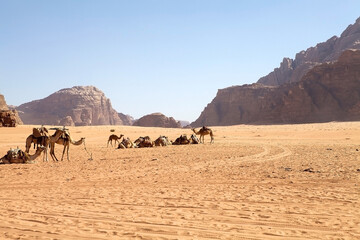 Dromedaries in Wadi Rum landscape, Jordan