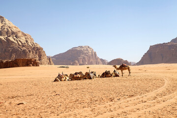 Dromedaries in Wadi Rum landscape, Jordan