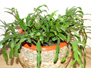 Christmas cactus plant in the pot. Schlumbergera plant