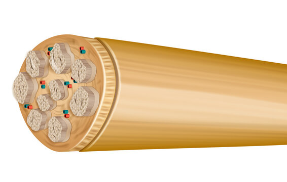Peripheral Nerve Cross Section with Fascicles and Connective Layers. Detailed Illustration of Nerve Fascicles in Peripheral Nervous System. Anatomical Structure