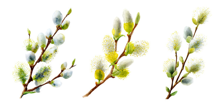 Watercolor set of spring willow branches. Easter willow branches with earrings and early spring flowers. Easter symbols. Watercolor illustration with willow branches for holiday greeting cards.