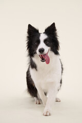 Border Collie walks forward with tongue out on studio background. The dog looks active and playful with a sense of movement.