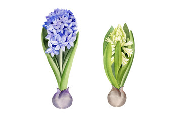 set of different hyacinth with rhizome, two hand drawn watercolor spring fresh white and blue flower with green leaves, Easter illustration of primroses flower head for party, kitchen decoration