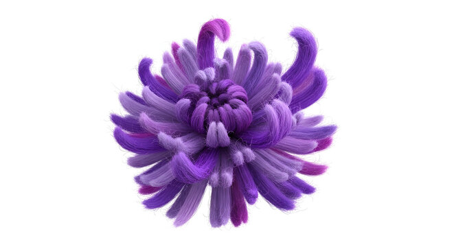 A vibrant purple and violet chrysanthemum flower with a soft, fluffy texture, isolated on a clean white background.