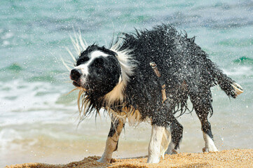 Border Collie dog fresh out of the water playfully shaking the water off