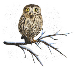 Hand drawn owl on the snowy tree branch. Winter woodland animals clipart. Watercolor