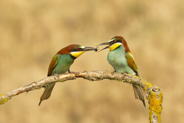 Bienenfresser (Merops apiaster)