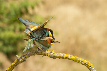 Bienenfresser (Merops apiaster)