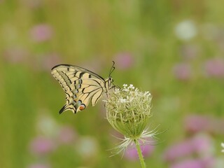 Schwalbenschwanz (Papilio machaon)