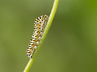 Schwalbenschwanz (Papilio machaon)