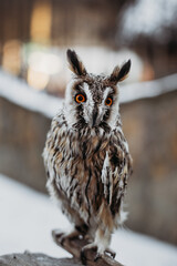 Owl close-up on the background of the city