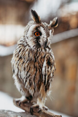 Owl close-up on the background of the city