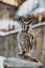 Owl close-up on the background of the city